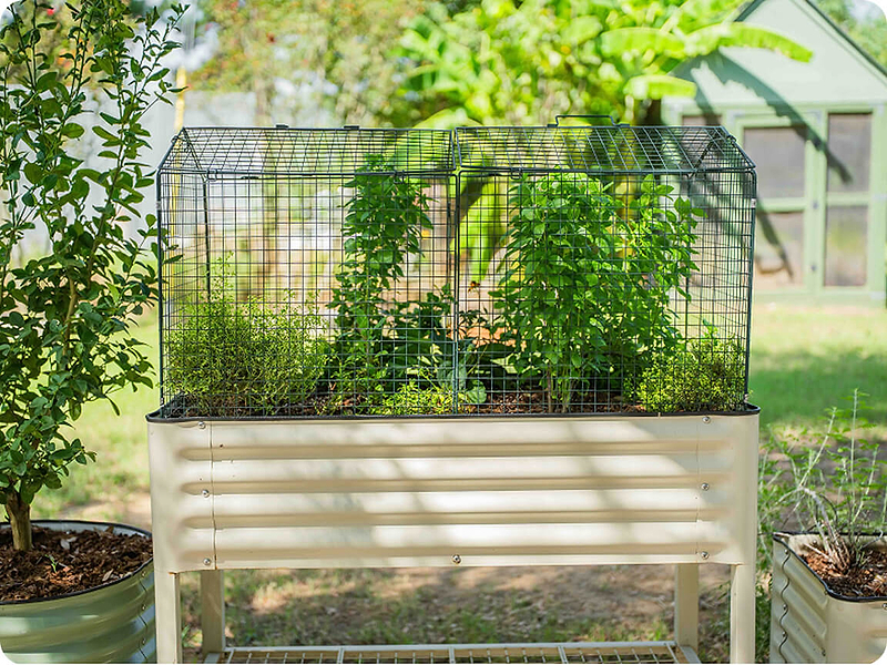 Wire cloche fitted on top of a Vego raised bed