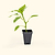 Sweet Banana Pepper Seedlings | Vego Garden