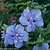 Blue Chiffon® Rose of Sharon | Vego Garden