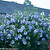 Blue Chiffon® Rose of Sharon | Vego Garden