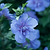 Blue Chiffon® Rose of Sharon | Vego Garden