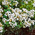 Natchez Crape Myrtle | Vego Garden