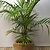 Hawaiian Kentia Palm | Vego Garden