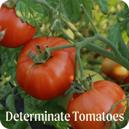 Determinate Tomatoes