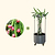 Dragon Fruit Planter Bundle | Vego Garden
