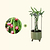 Dragon Fruit Planter Bundle | Vego Garden