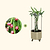 Dragon Fruit Planter Bundle | Vego Garden