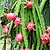 Dragon Fruit Planter Bundle | Vego Garden