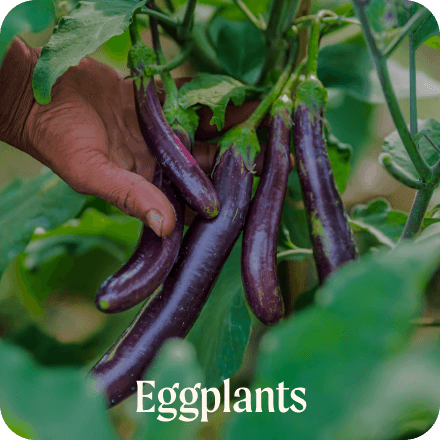 Eggplants
