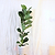 Fiddle-Leaf Fig Tree | Vego Garden