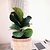 Fiddle-Leaf Fig Tree | Vego Garden