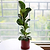 Fiddle-Leaf Fig Tree | Vego Garden