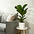 Fiddle-Leaf Fig Tree | Vego Garden