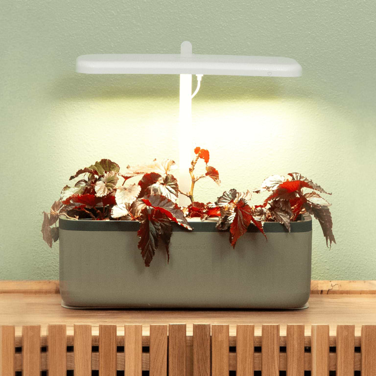 Vego garden beds