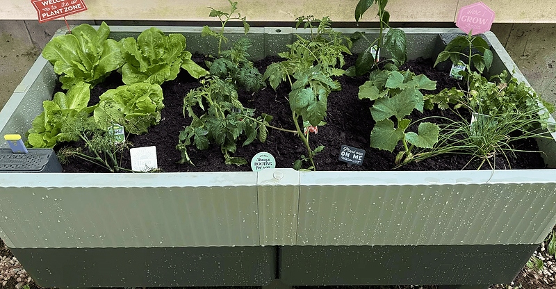 Vego garden beds