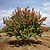 Hot Wings™ Tatarian Maple | Vego Garden