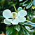 Teddy Bear® Southern Magnolia