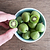 Prolific Kiwi | Vego Garden