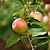 3-in-1 Apple Tree