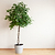 Braided Benjamina Ficus | Vego Garden