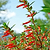 Vermillionaire® Large Firecracker Plant | Vego Garden