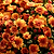 8 Inch Chrysanthemums