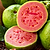 Ruby Supreme Guava Tree | Vego Garden