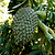 Soursop (Guanabana) | Vego Garden