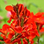Toucan® Scarlet Canna Lily | Vego Garden