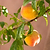 Garden Gold Miniature Peach Tree