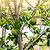Soursop (Guanabana) | Vego Garden