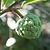 Sugar Apple Tree | Vego Garden