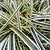 Carex Feather Falls™ | Vego Garden