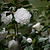 Sea Foam Camellia