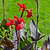 Toucan® Scarlet Canna Lily | Vego Garden