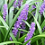 Purple Explosion™ Lilyturf