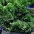Dwarf Hinoki Cypress | Vego Garden