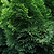 Dwarf Hinoki Cypress | Vego Garden