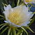 White Dragon Fruit | Vego Garden