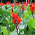 Toucan® Scarlet Canna Lily | Vego Garden