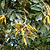 Ice Cream Bean Tree | Vego Garden