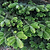 6 ft. Fraser Fir Tree (live cut) | Vego Garden