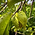 Soursop (Guanabana) | Vego Garden