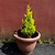 Wilma Goldcrest Lemon Cypress