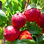 Hardired Nectarine Tree | Vego Garden