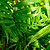 Hawaiian Kentia Palm | Vego Garden