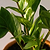 ZZ Plant | Vego Garden