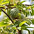 Sugar Apple Tree | Vego Garden