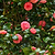 Jack& | Vego Garden