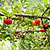 Barbados & | Vego Garden